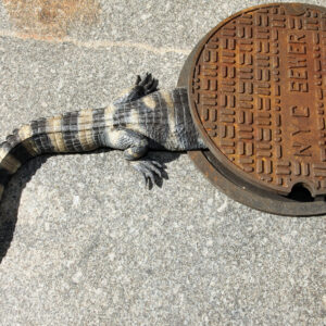 do alligators and crocodiles live in the sewers of new york city or is the urban legend a myth