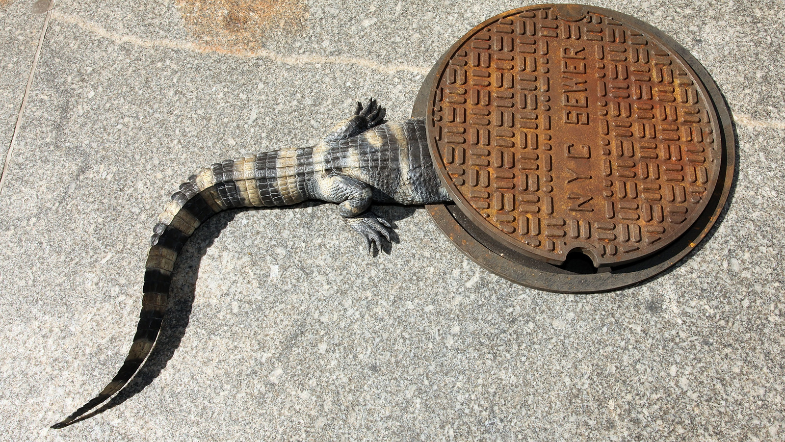 do alligators and crocodiles live in the sewers of new york city or is the urban legend a myth