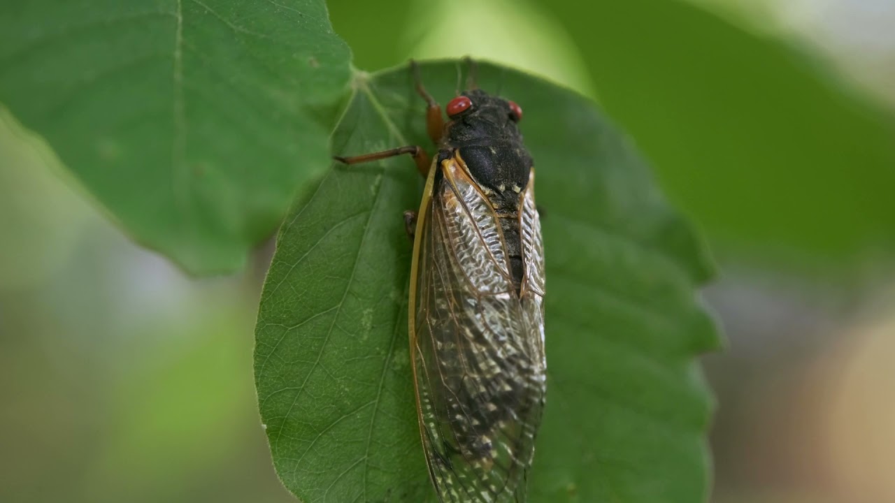 do caterpillars scream to protect themselves and what sounds do they make