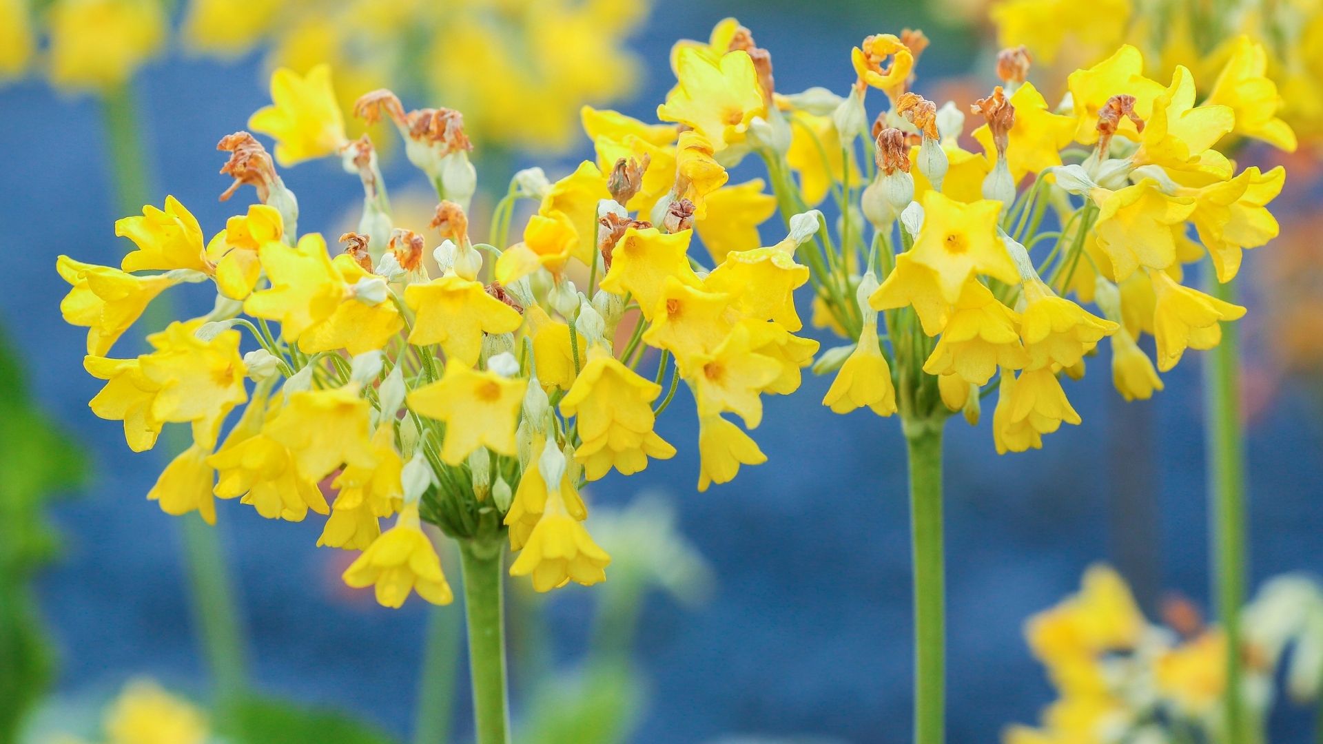 do cowslips have any connection to cows or is it just a name similarity