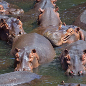 do hippos sweat their blood and what causes this
