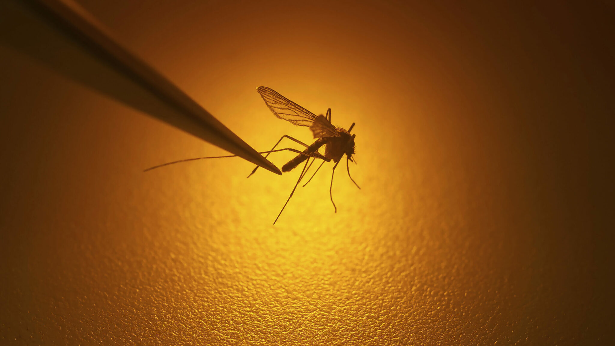 do mosquitoes die in winter scaled