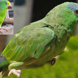 do parrots that talk have a more developed larynx or tongue that helps them speak