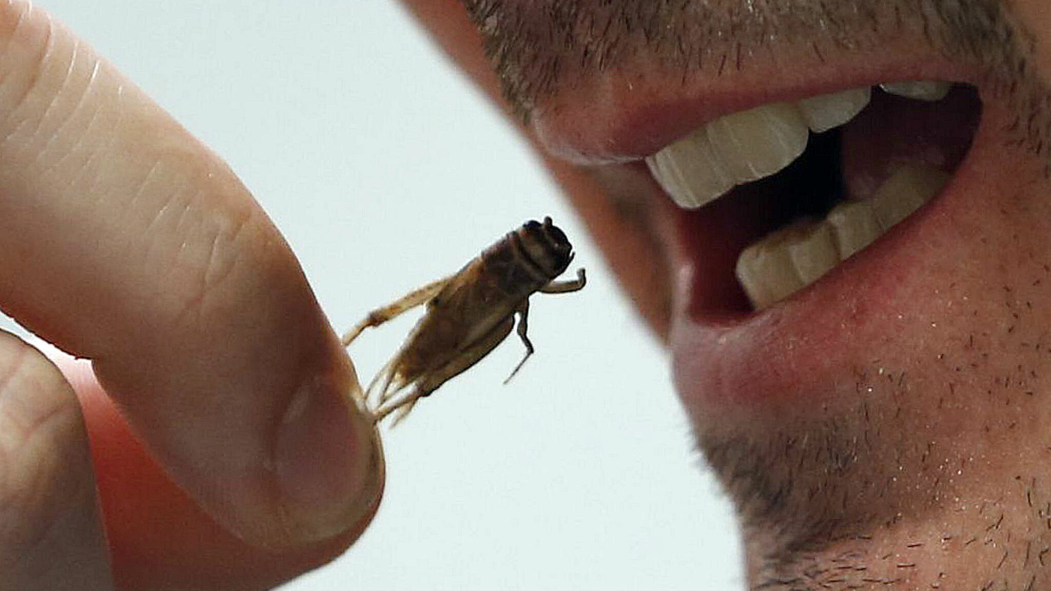 do people ever eat insects