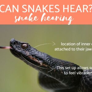 do snakes have ears to hear us and where are they located