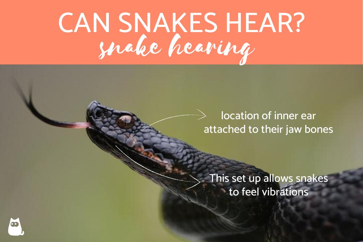 do snakes have ears to hear us and where are they located