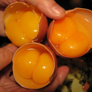 how are eggs with two yolks formed what causes double yolked eggs and what is the best way to check an egg