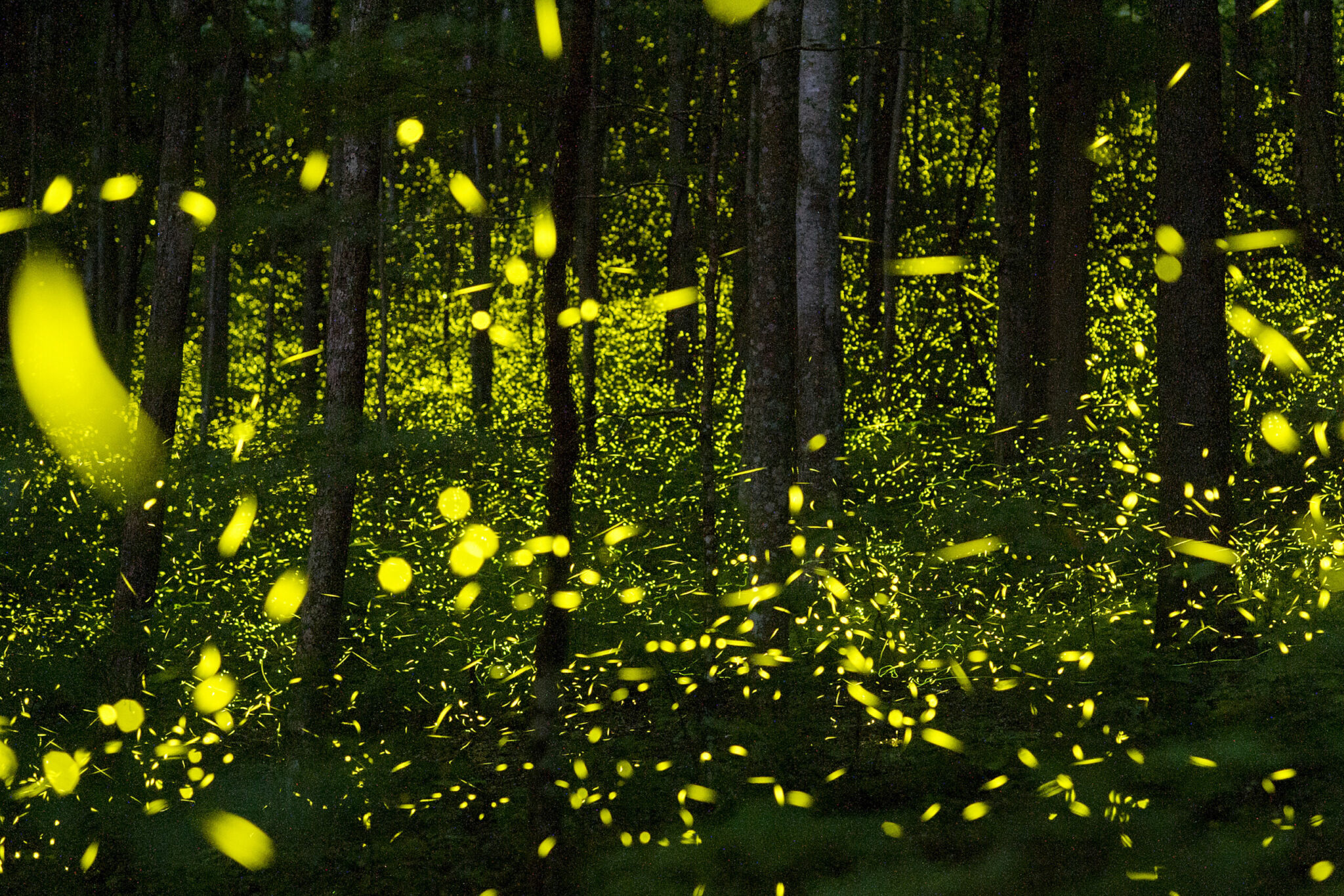 how are glowworms related to fireflies and what is the difference between the two scaled