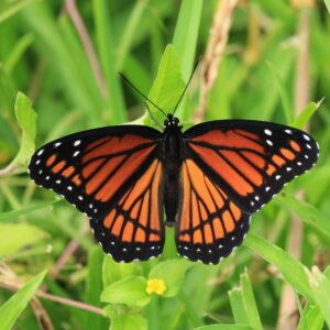 how are monarch butterflies protected against predators scaled