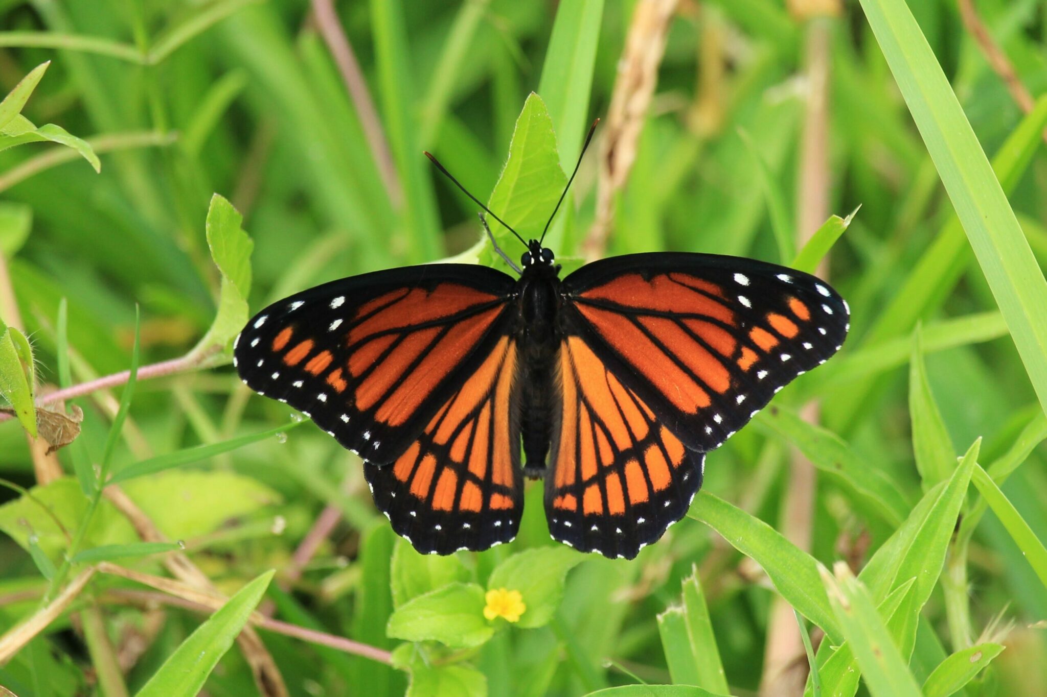 how are monarch butterflies protected against predators scaled