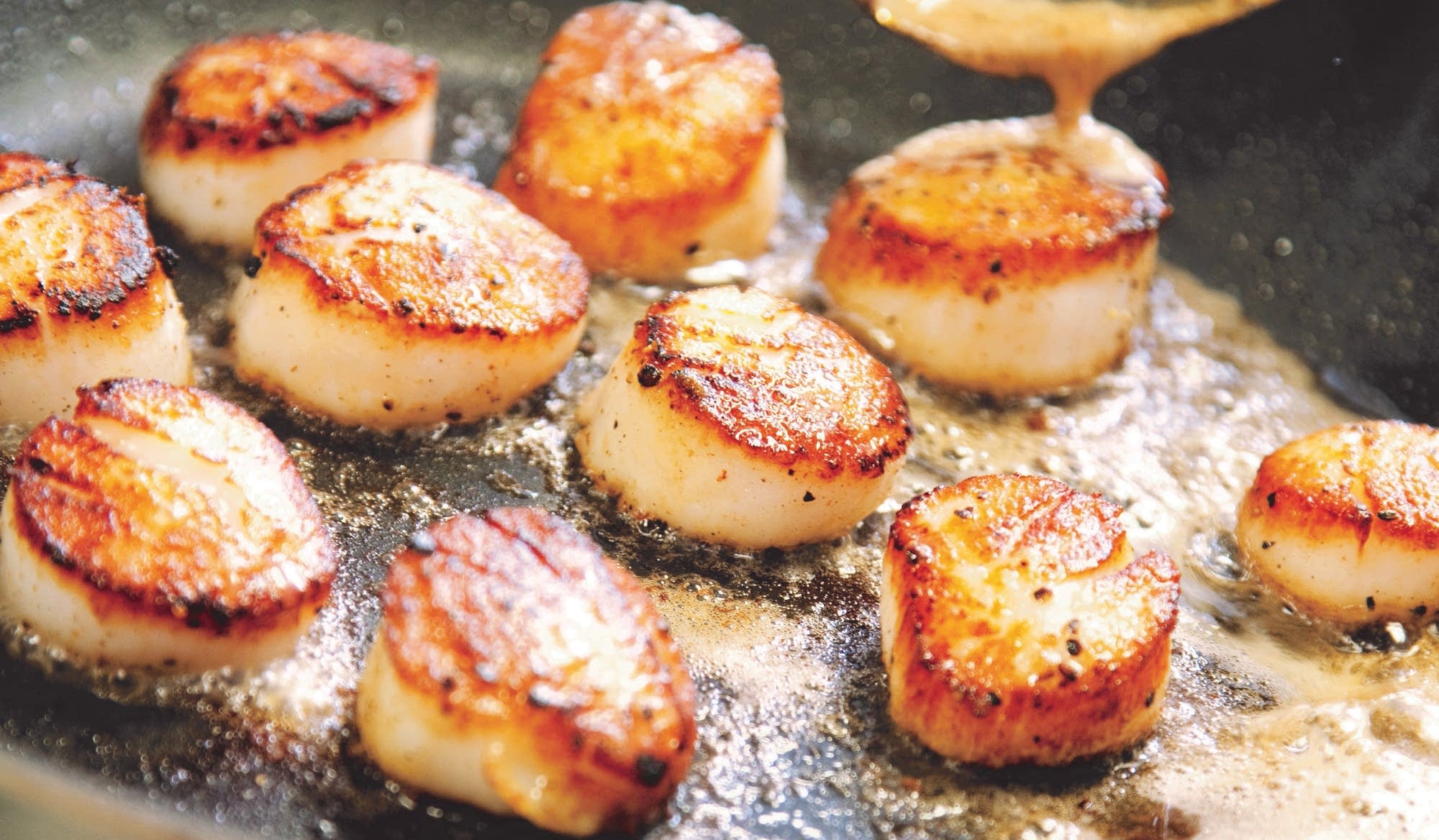 how are scallops kept fresh and what is the difference between diver dry and processed scallops