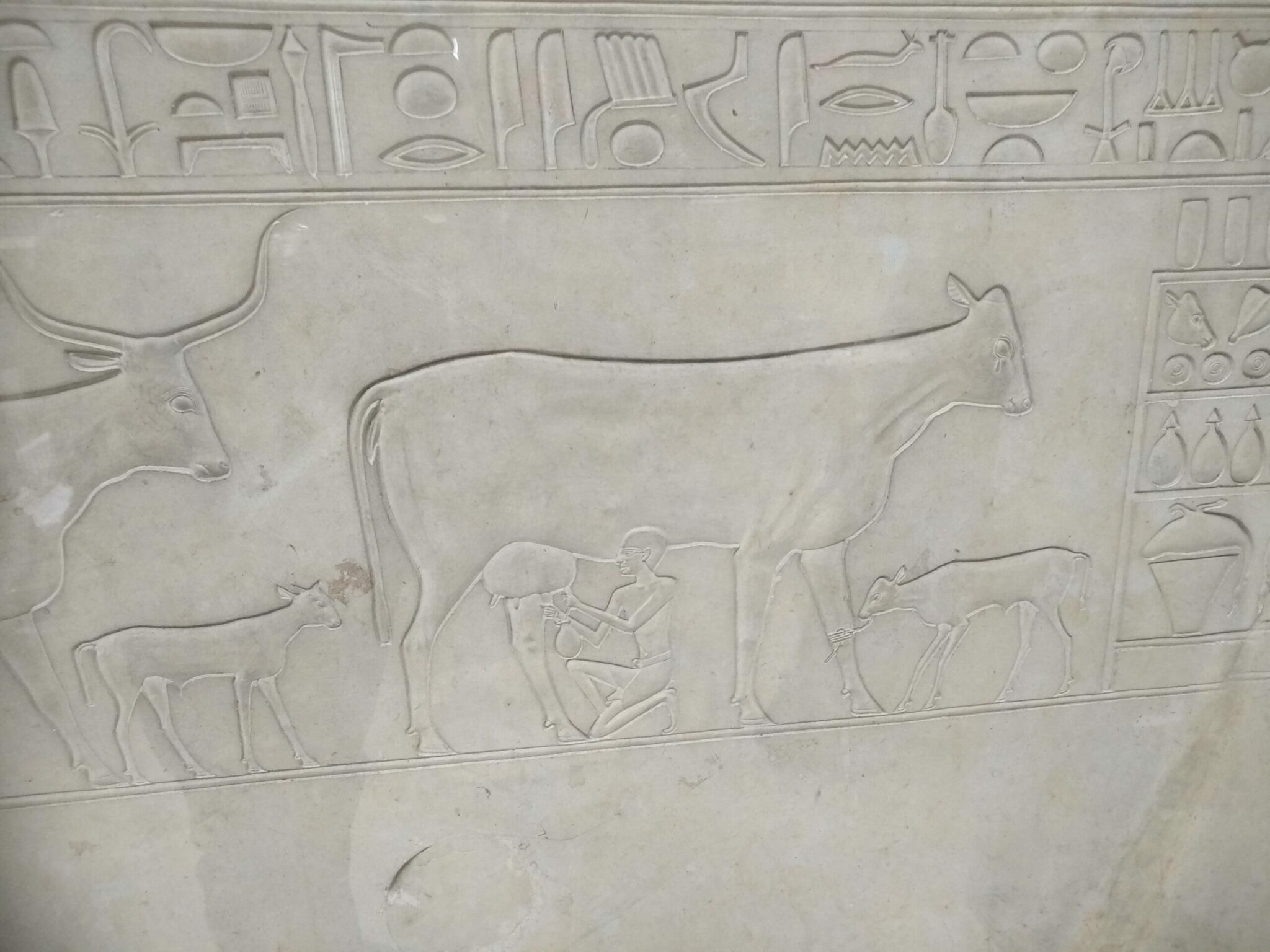 how did a cow in egypt become a mummy scaled