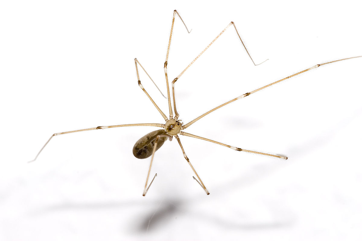 how did daddy longlegs get its name and where does the name daddy longlegs come from
