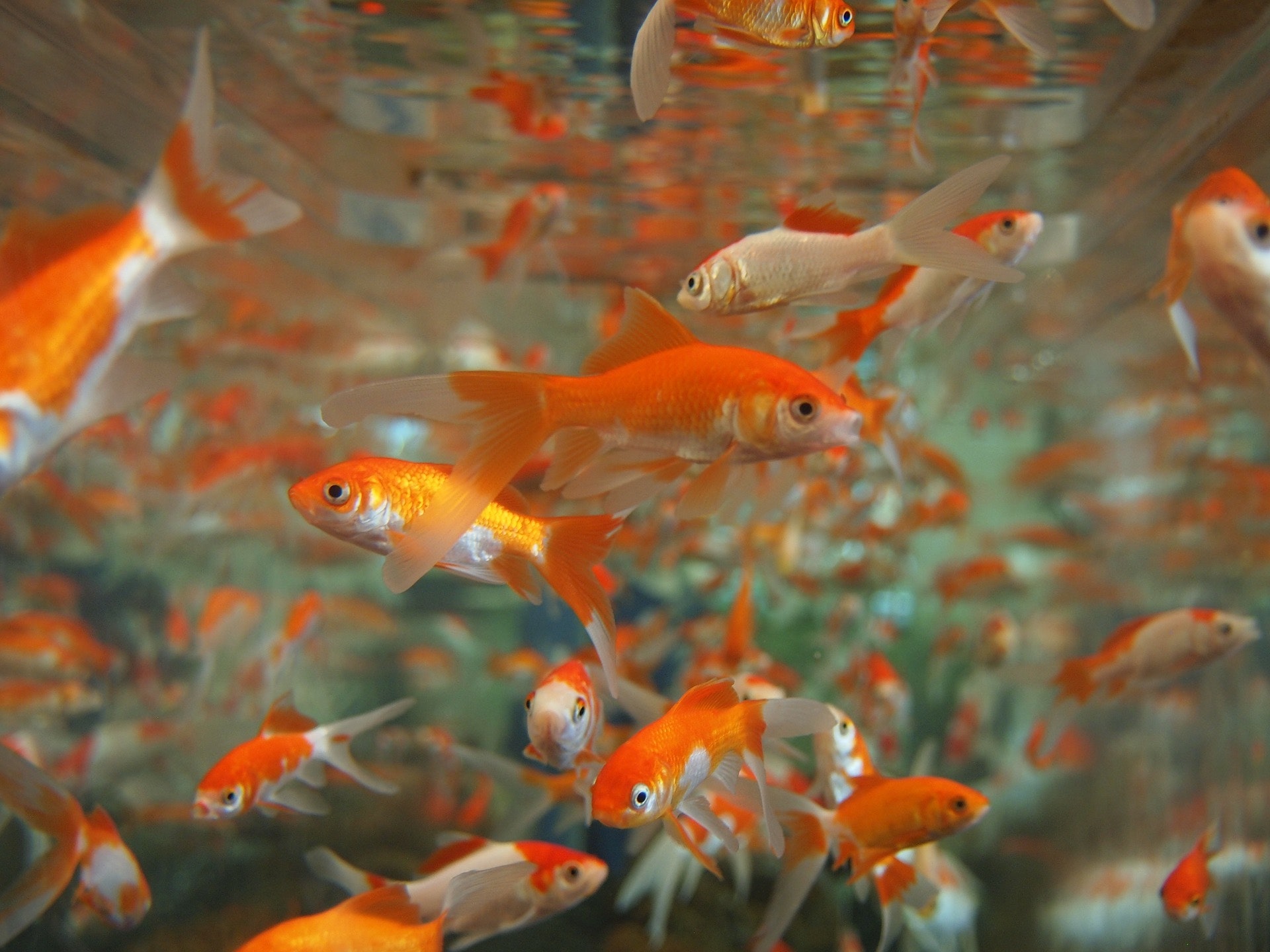 how did goldfish become pets