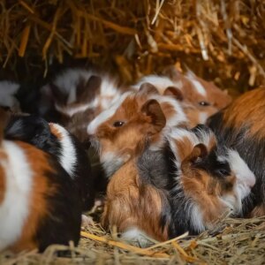 how did guinea pigs get their name what does it mean and where do guinea pigs come from