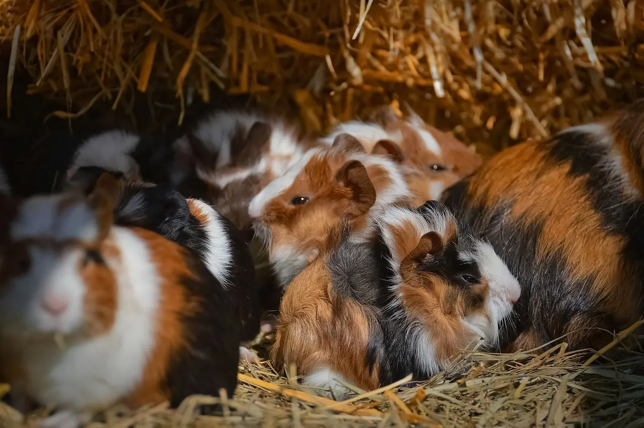 how did guinea pigs get their name what does it mean and where do guinea pigs come from