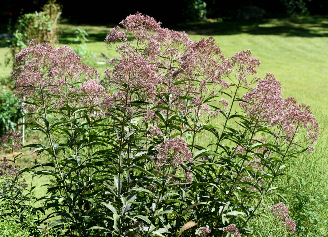 how did joe pye weed get its name and where did the term joe pye weed come from