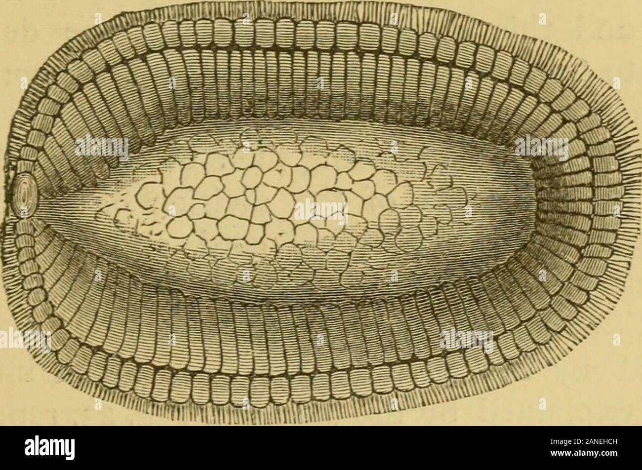 how did louis pasteurs germ theory originate and how did he discover the process of pasteurization