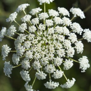 how did queen annes lace get its name and where does the term queen annes lace come from