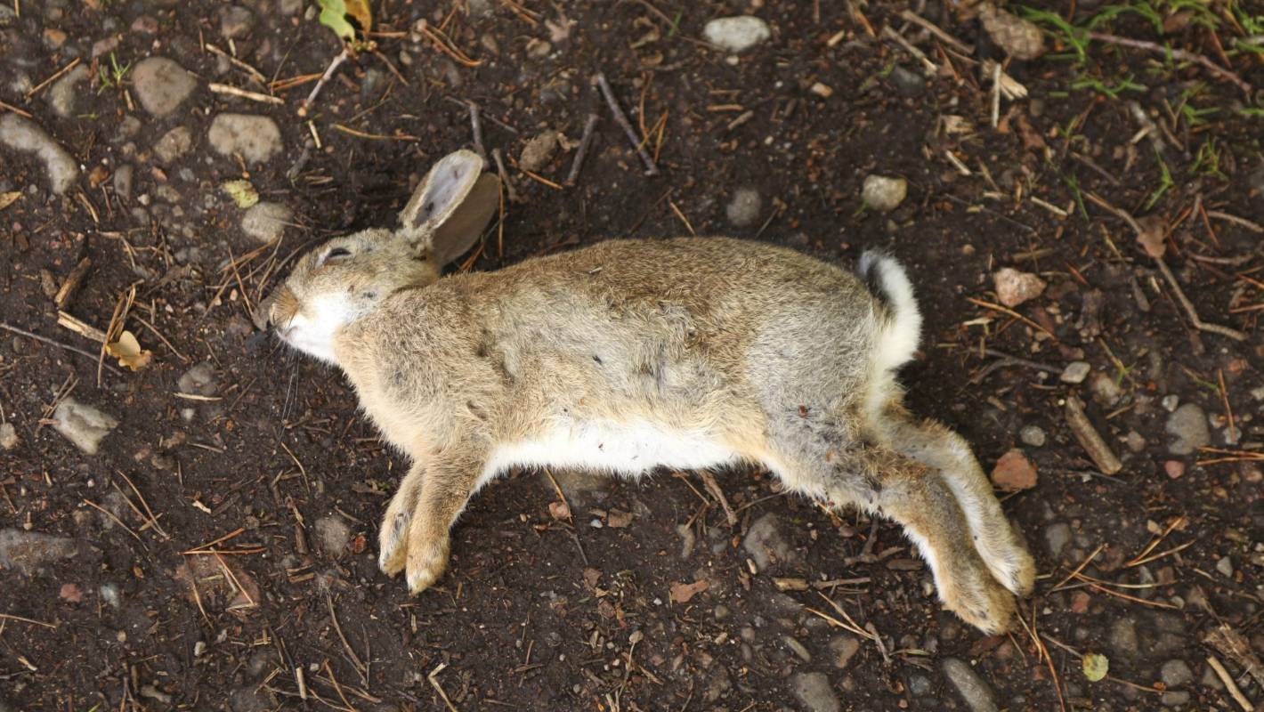 how did rabbits in australia become a pest