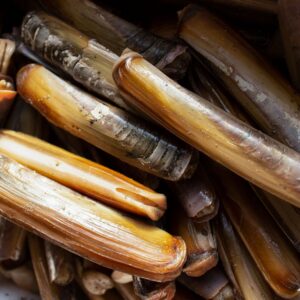 how did razor clams get their name and why do clams have a foot