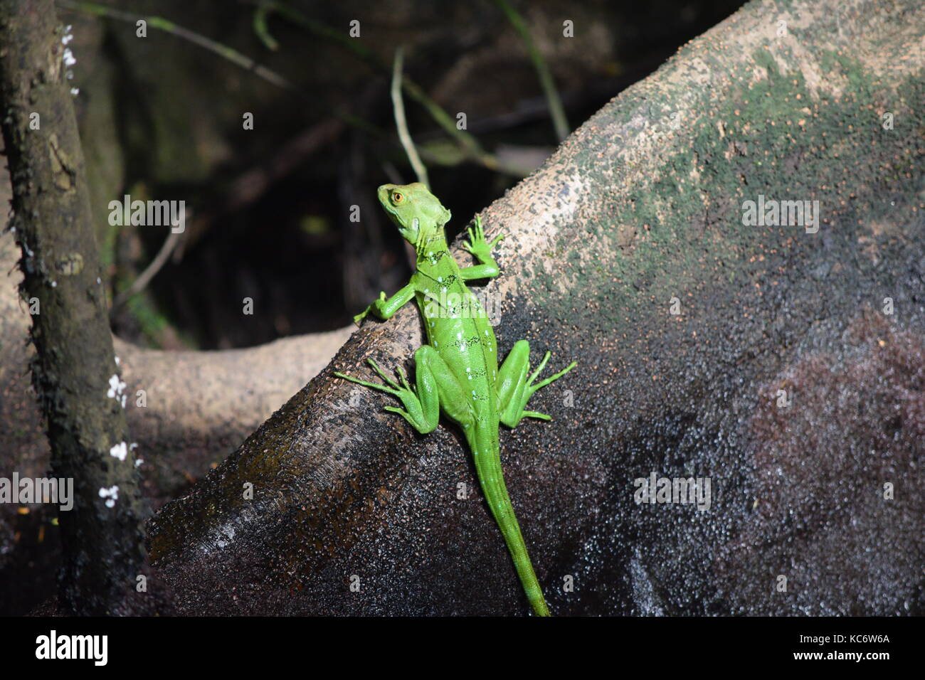 how did the basilisk lizard get its name and where does the word basilisk come from