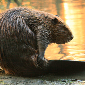 how did the beaver get its name what does beaver mean in welsh and where does the beaver come from