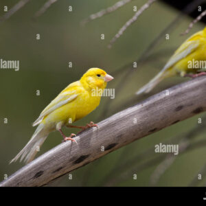 how did the canary get its name and where does the word canary come from