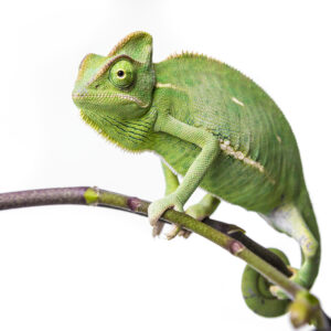 how did the chameleon get its name and what does the word chameleon mean in greek