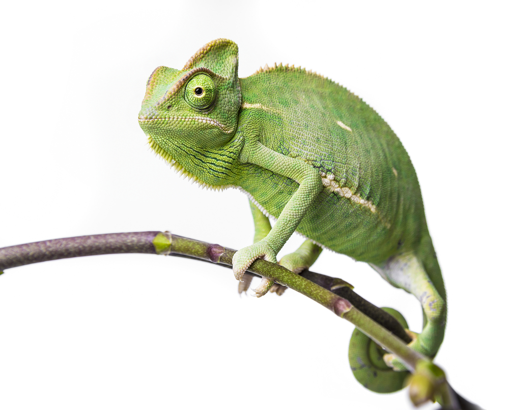 how did the chameleon get its name and what does the word chameleon mean in greek