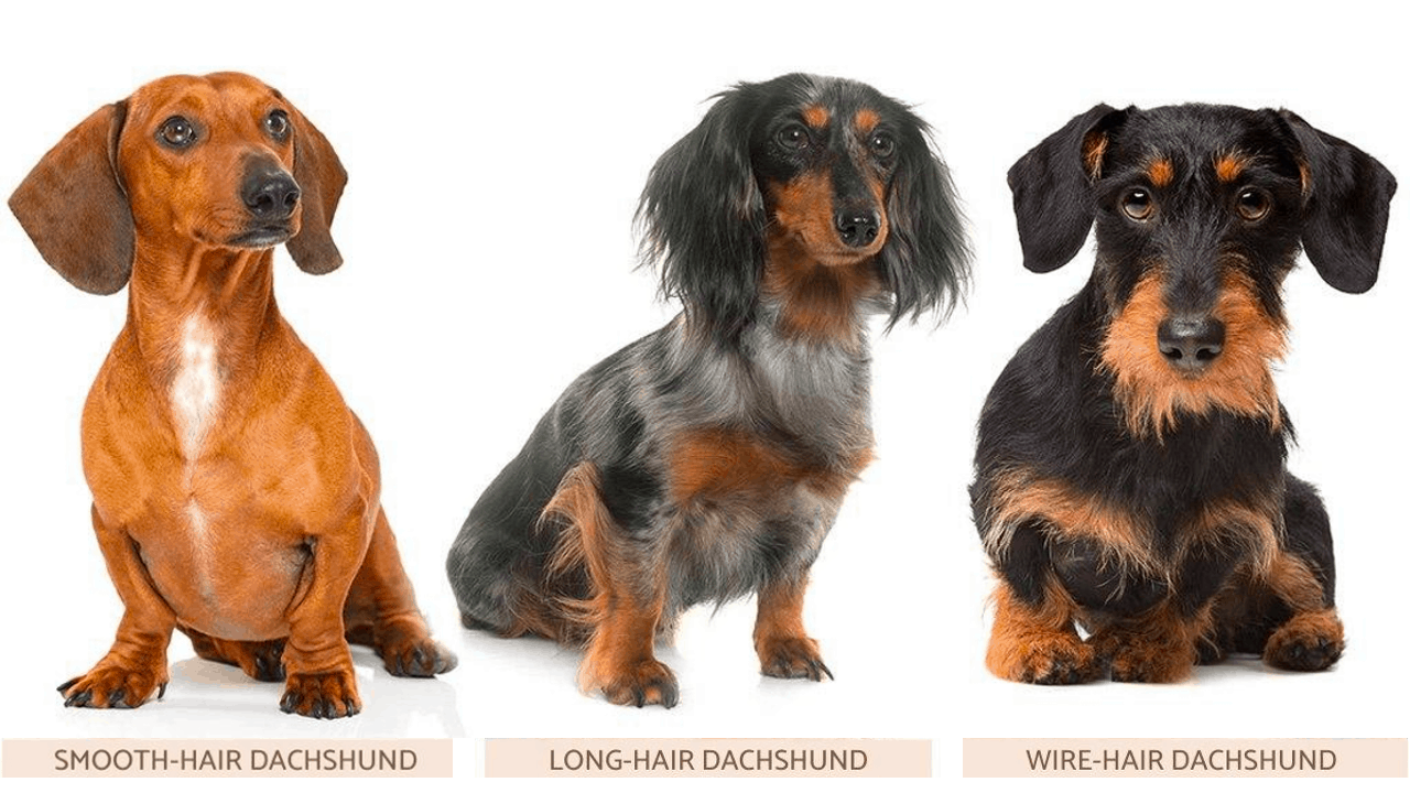 how did the dachshund get its name and where does the word dachshund come from