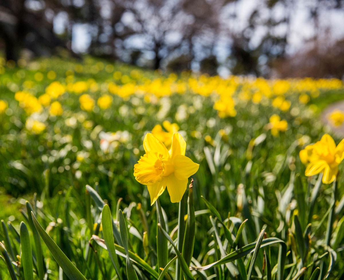 how did the daffodil get its name and where does the word daffodil come from