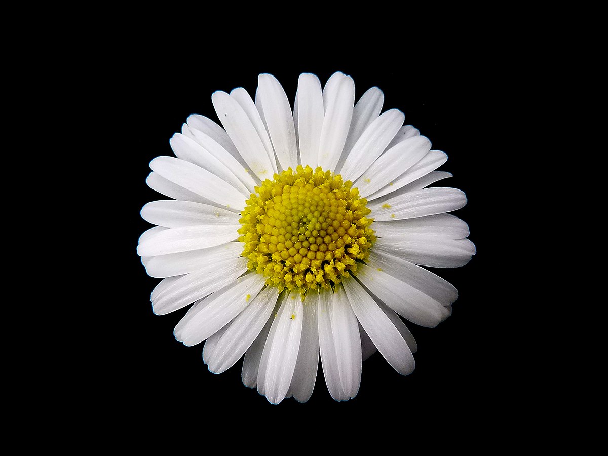 how did the daisy get its name and where does the word daisy come from
