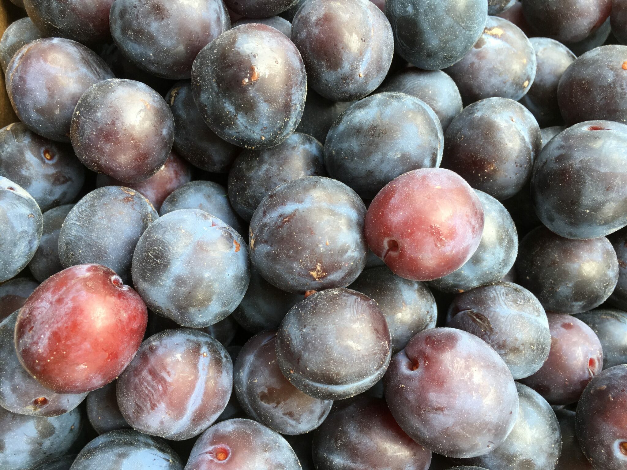 how did the damson get its name and where did the damson plum come from scaled