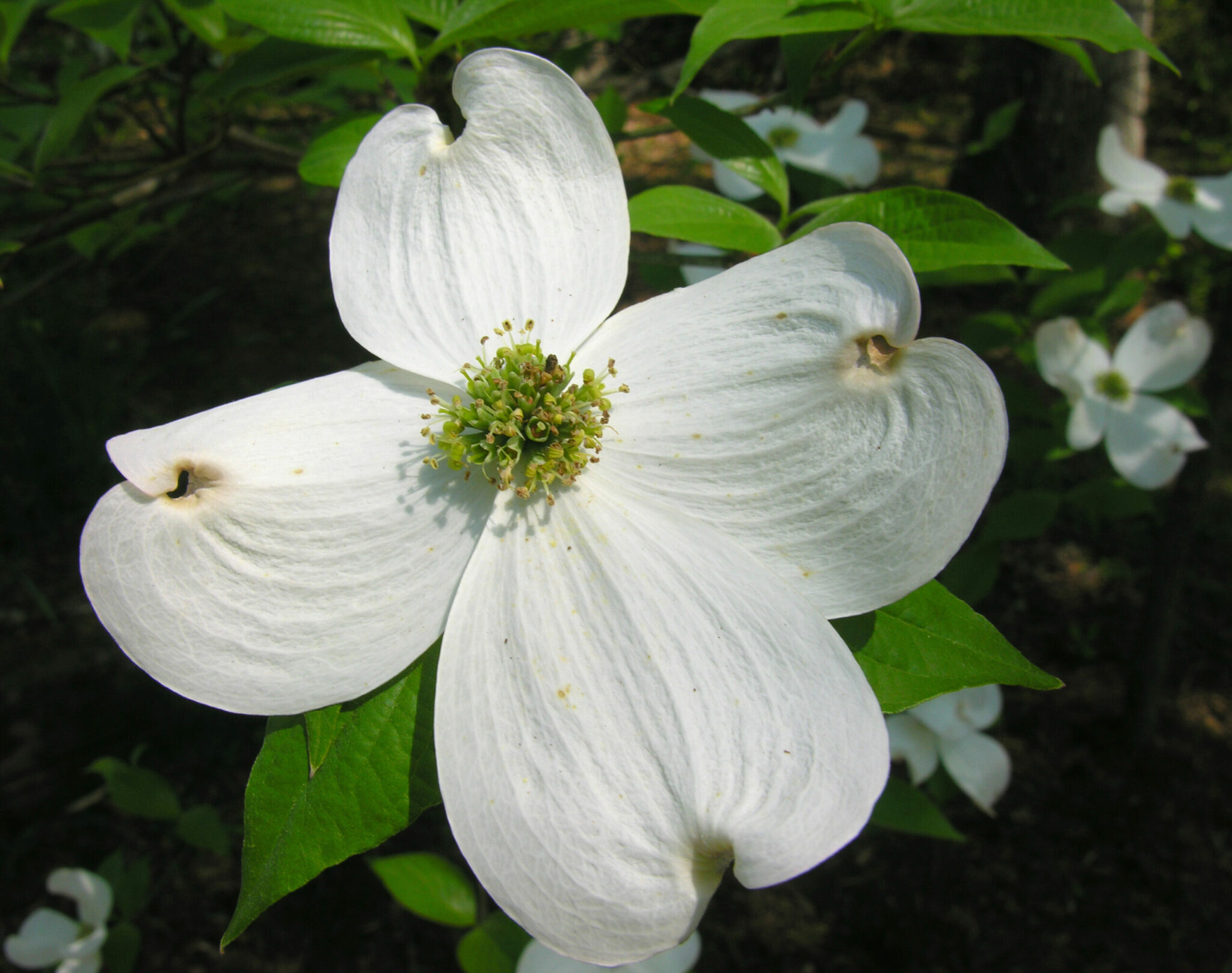 how did the dogwood get its name and where does the word dogwood come from scaled