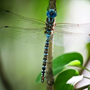 how did the dragonfly get its name and what does the word dragonfly mean in latin