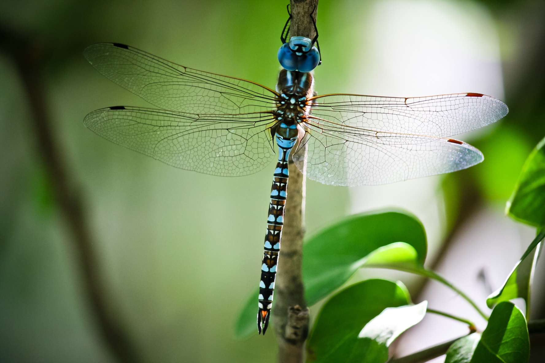 how did the dragonfly get its name and what does the word dragonfly mean in latin