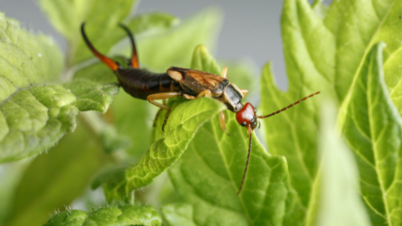 how did the earwig get its name and where does the word earwig come from
