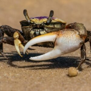 how did the fiddler crab get its name and where did the name fiddler crab come from