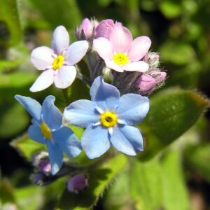 how did the forget me not get its name and where did the term forget me not come from