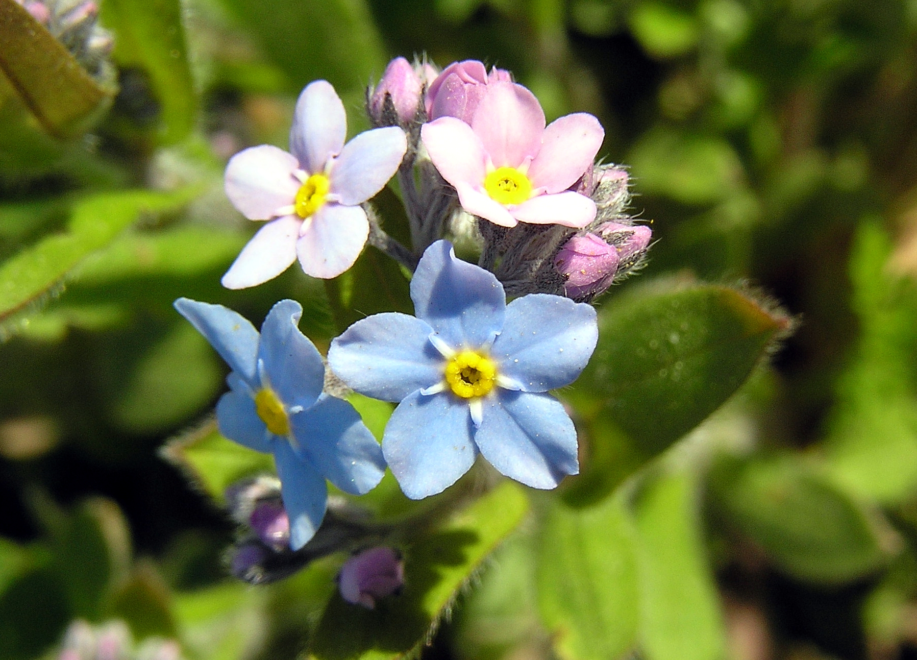 how did the forget me not get its name and where did the term forget me not come from