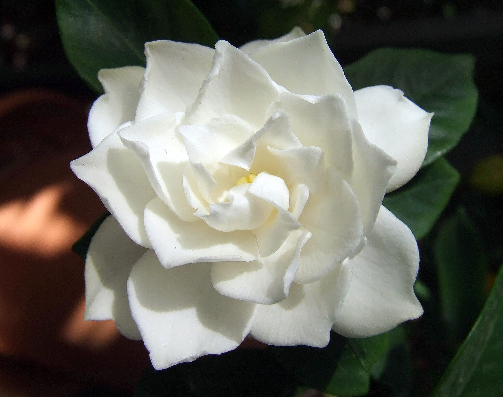 how did the gardenia get its name and where did the word gardenia come from