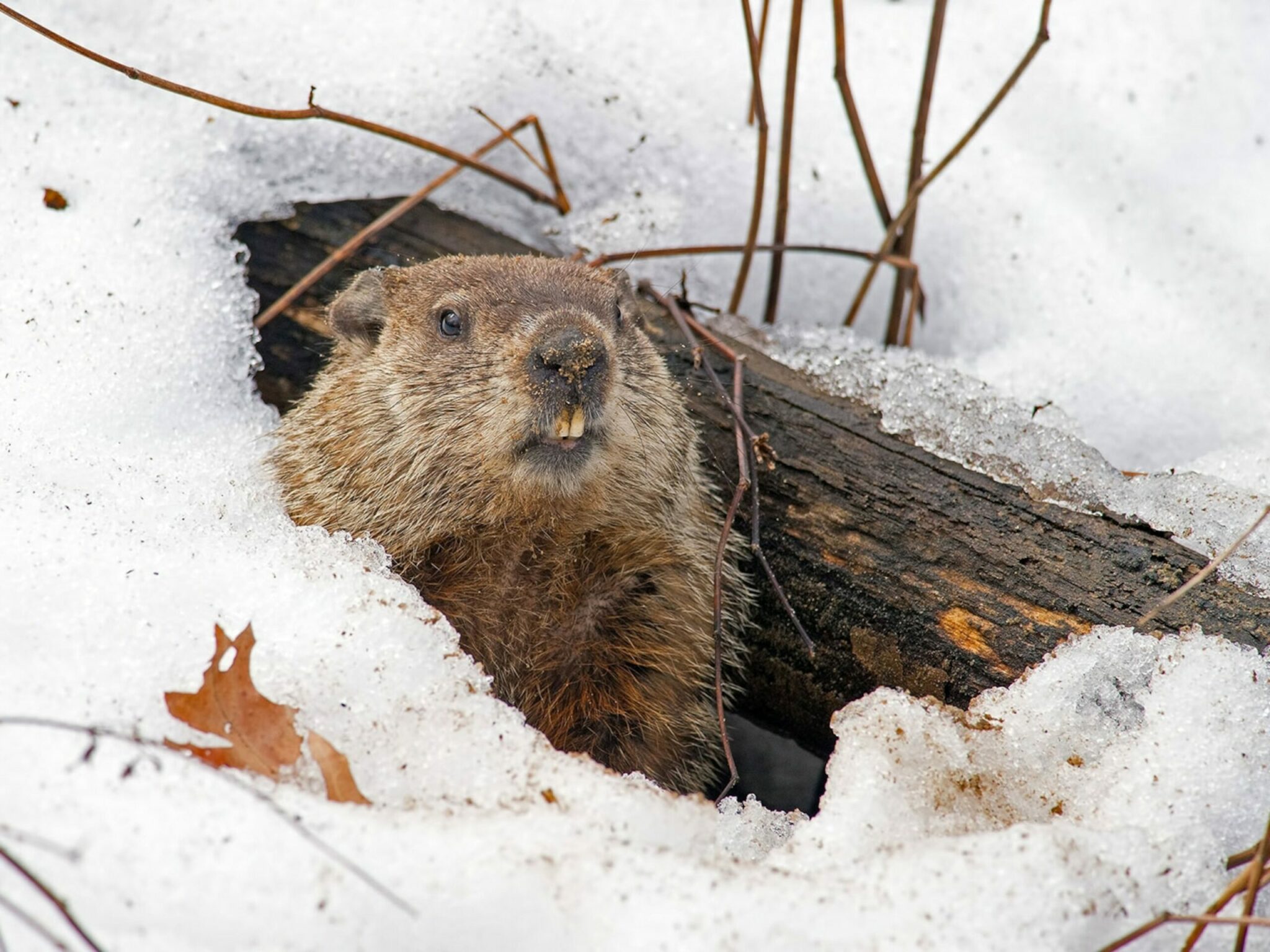 how did the groundhog get its name and where does the word groundhog come from scaled