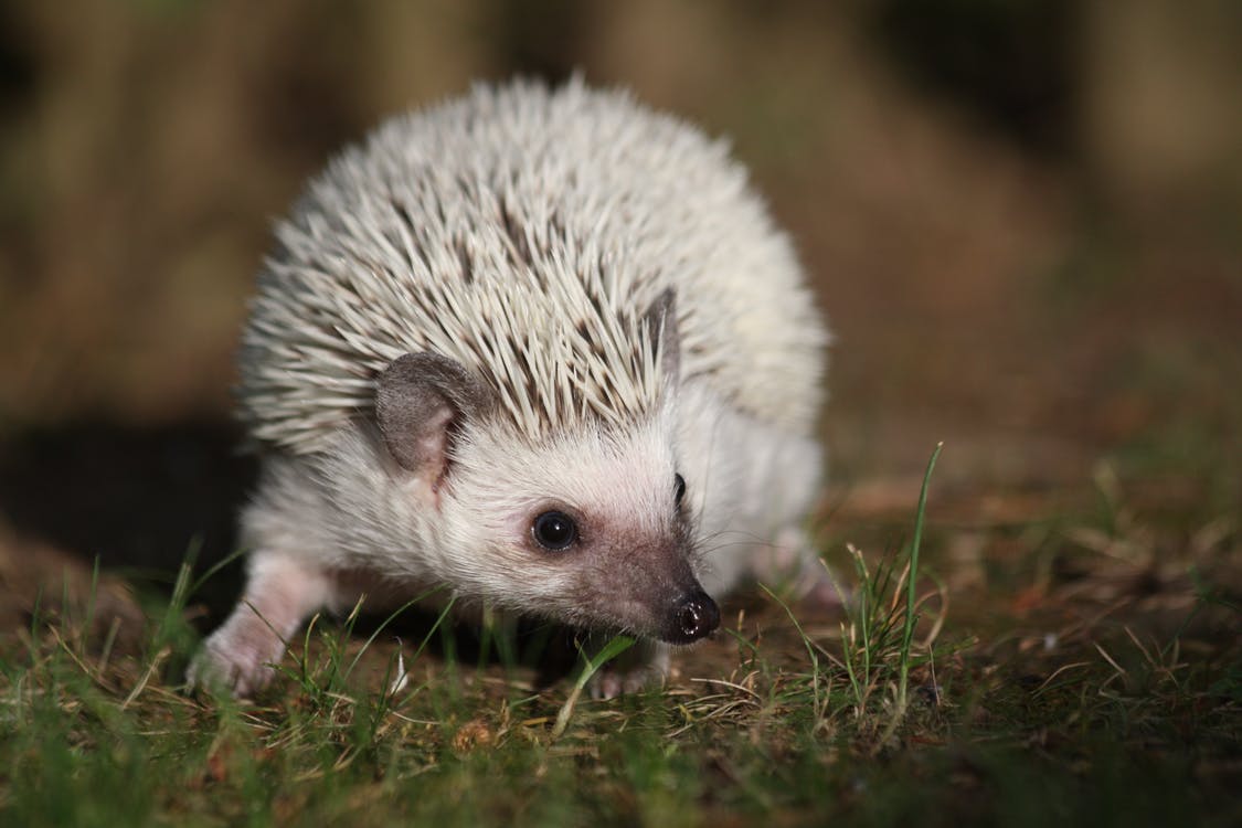 how did the hedgehog get its name and where does the word hedgehog come from