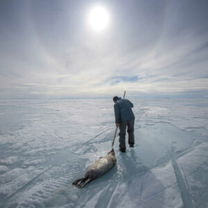 how did the inuit travel over the ice in the arctic and what animal was used to pull sleds