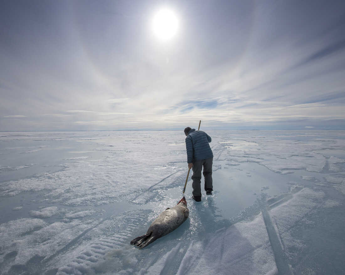 how did the inuit travel over the ice in the arctic and what animal was used to pull sleds