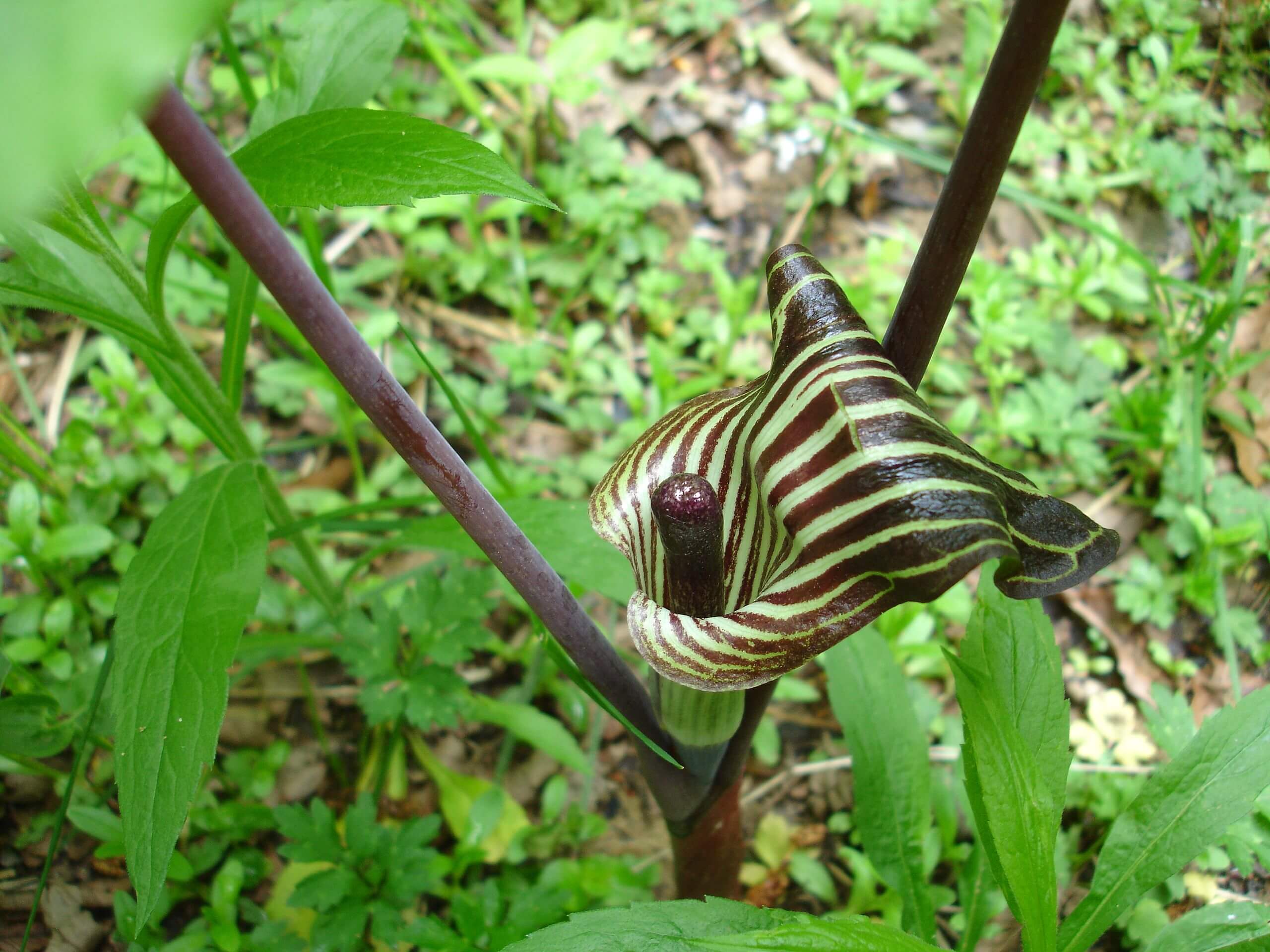 how did the jack in the pulpit get its name and where does the term jack in the pulpit come from