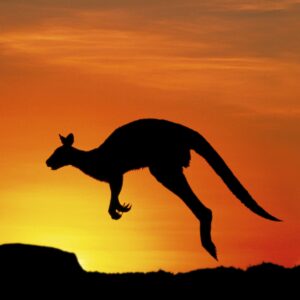 how did the kangaroo get its name and where does the word kangaroo come from scaled