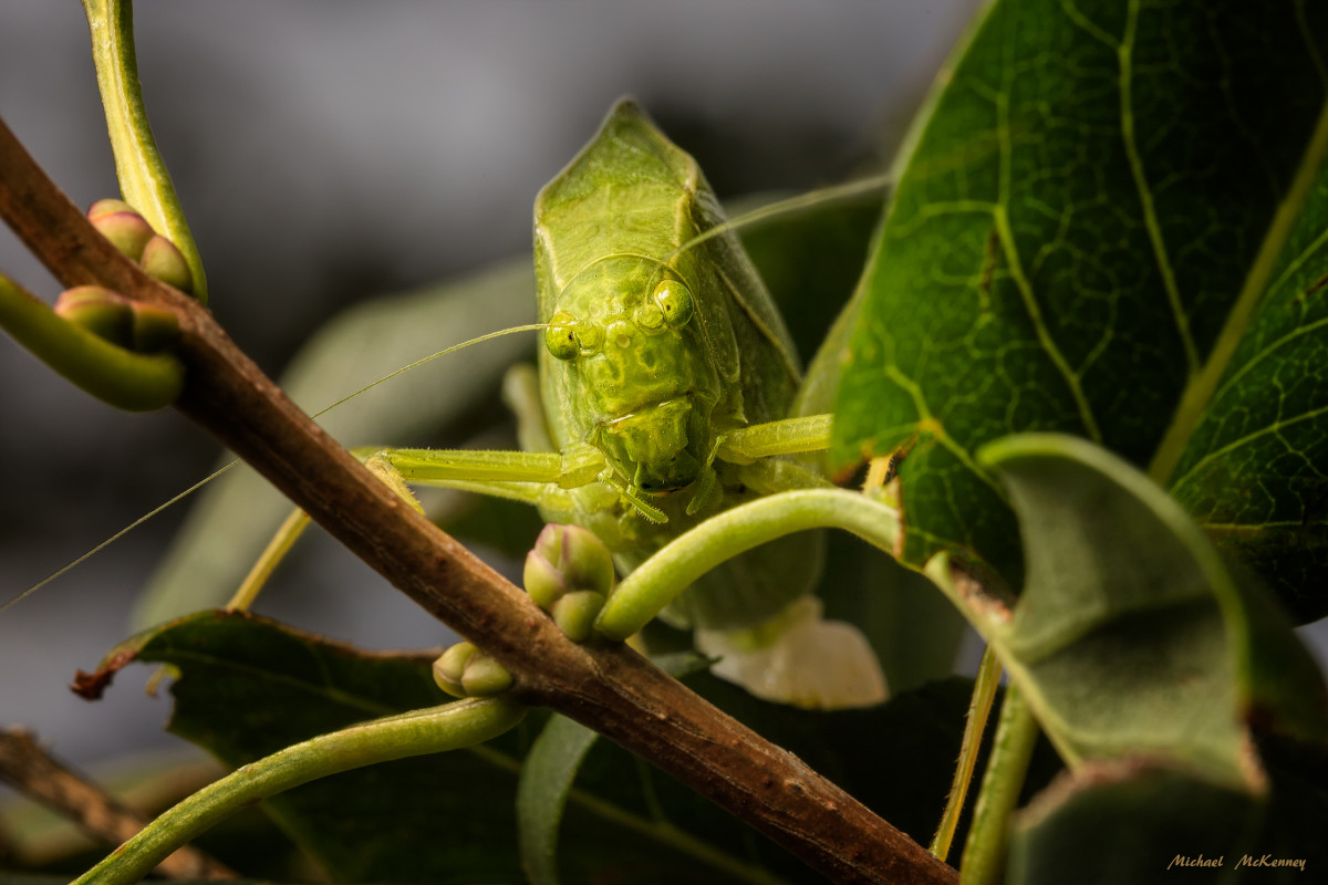 how did the katydid get its name and where does the word katydid come from