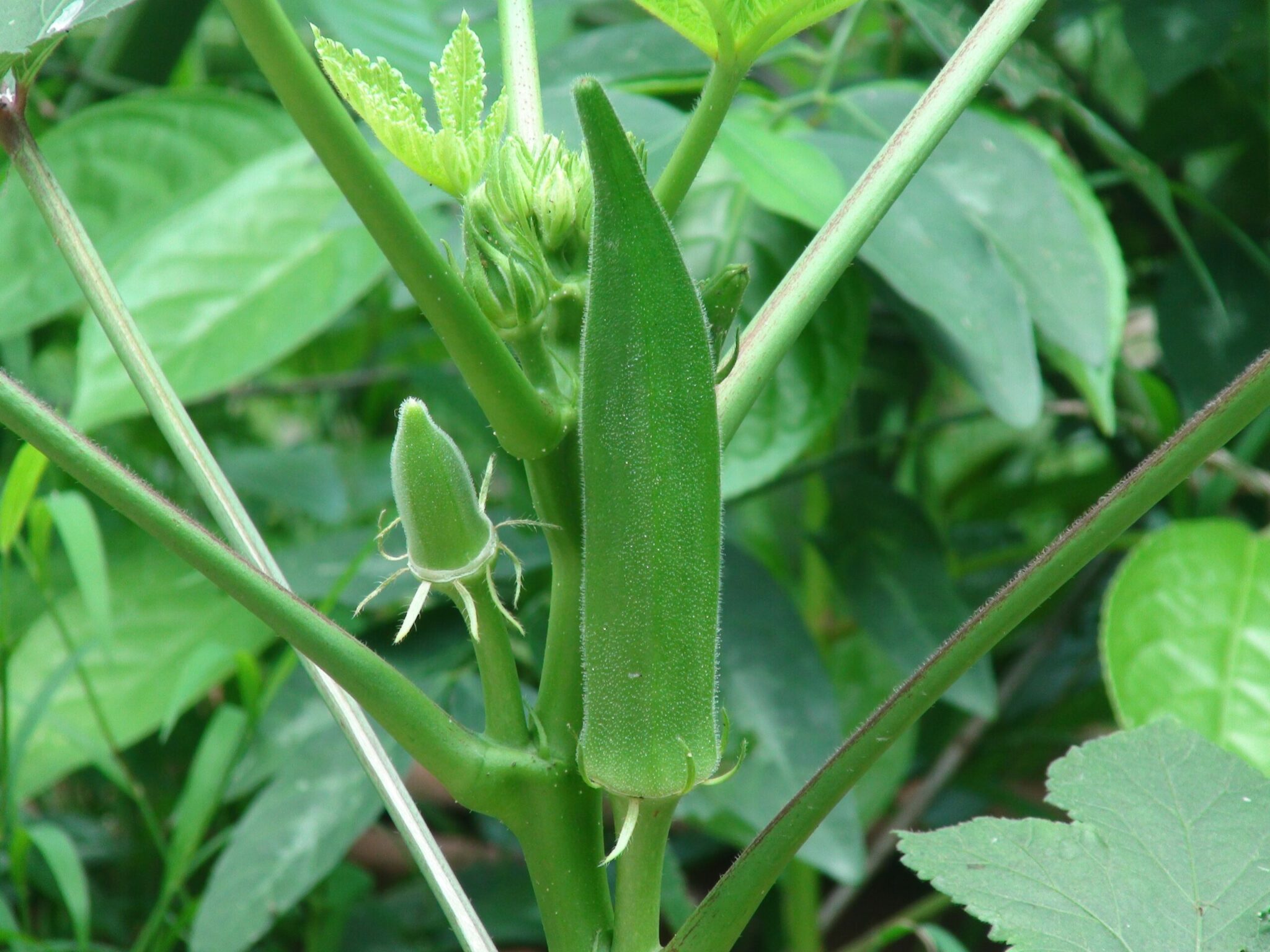 how did the ladyfinger get its name and where does the word ladyfinger come from scaled